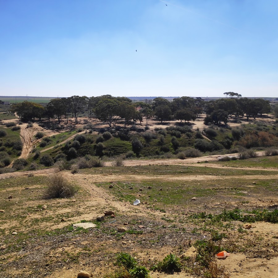 כירופטרקטיה באופקים